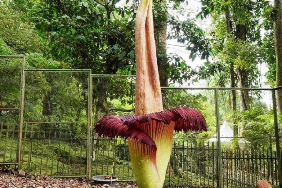Bunga bangkai Amorphophallus titanum.