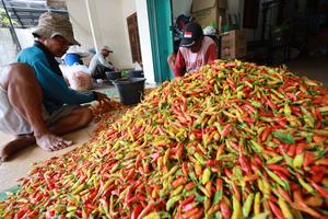 Cabai rawit picu deflasi Jawa Timur