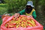 Cabai rawit picu deflasi Jawa Timur