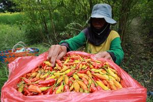 Cabai rawit picu deflasi Jawa Timur