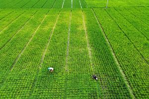 Pertumbuhan ekonomi Gorontalo
