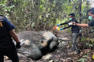 Gajah Sumatera di temukan mati tanpa kepala di Riau