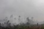 Kebakaran lahan gambut di Riau