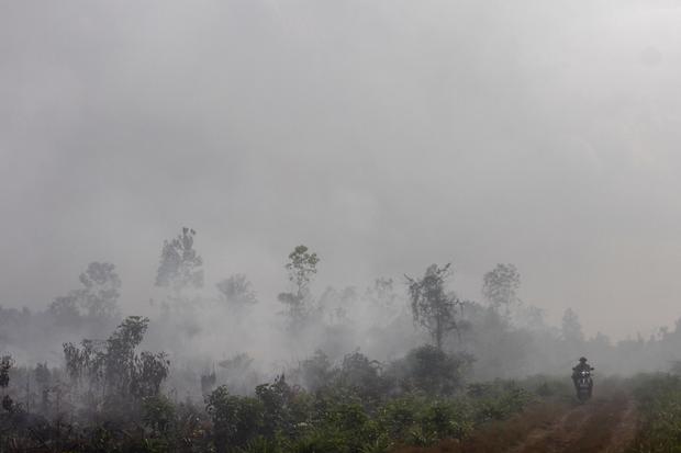 Jutaan Hektare Gambut Rusak, RI Kekurangan 493 Ribu Sekat Kanal Cegah Kebakaran