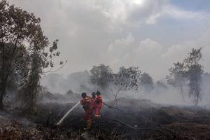 Kebakaran lahan gambut di Riau