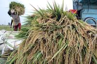 Pemerintah siapkan Rp300 triliun untuk KUR pertanian