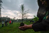 Penanaman 1.447 bibit pohon pinus di Kaki Gunung Raung