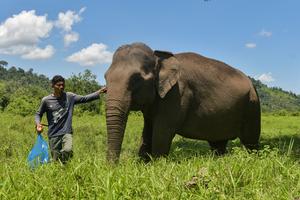 Perawatan gajah jinak di CRU DAS Peusangan Bener Meriah