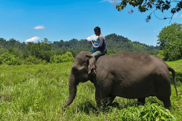 Inpres 8 Tahun 2026 Terbit, Babak Baru Konservasi Gajah Sumatra dan Kalimantan