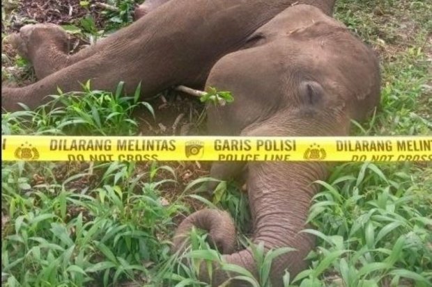 Pengelola TN Tesso Nilo Sebut 9 Gajah yang Ditemukan Mati Ada di Area HTI