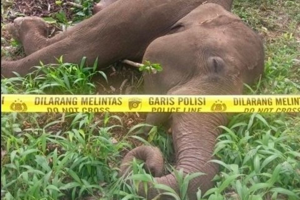 Gajah Sumatra ditemukan tewas di kebun warga di Desa Pantan Lah, Kabupaten Bener Meriah, Jumat (20/2/2026). Gajah tewas tersengat pagar listrik bertegangan tinggi. 