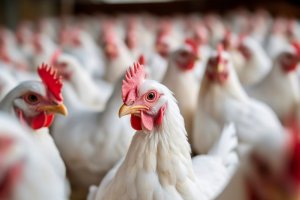 Ilustrasi indukan ayam