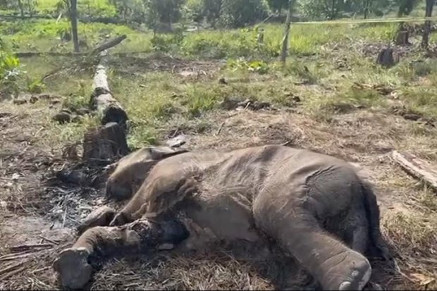 Kematian Anak Gajah Sumatra dan Hitung Mundur Populasi