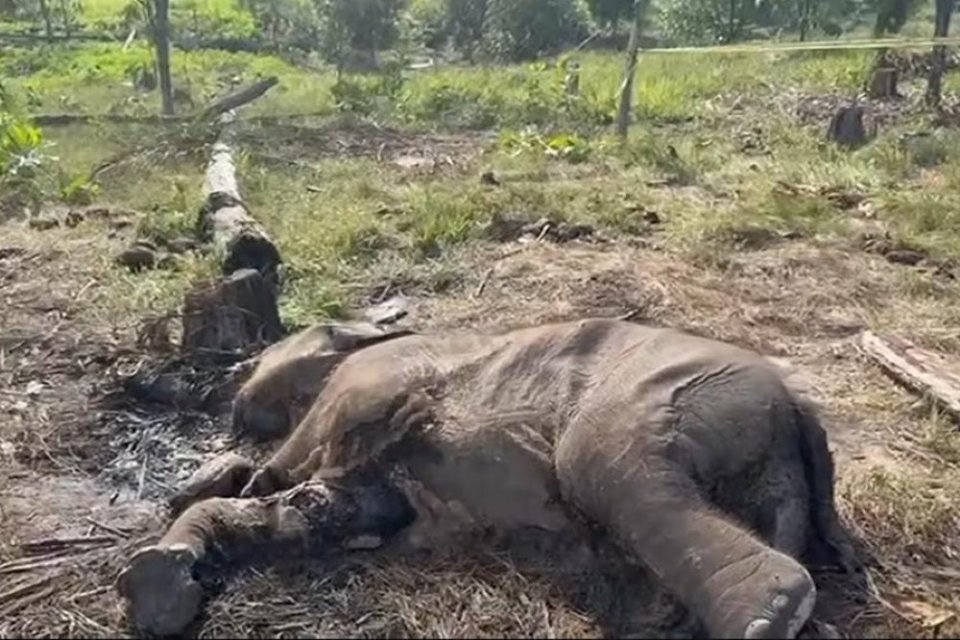 Anak gajah Sumatra ditemukan tewas di Taman Nasional Tesso Nilo, Kamis (26/2/2026).