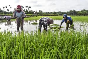 Target percepatan penetapan lahan sawah dilindungi
