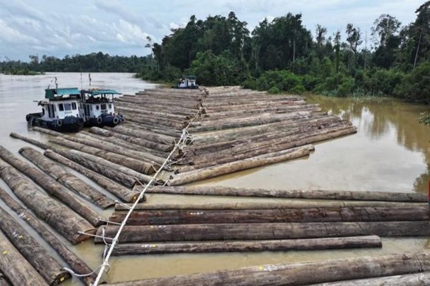 Aktivitas pengangkutan rakit kayu gelondongan di Sungai Kapuas, wilayah Desa Sei Hanyo, Kalimantan Tengah