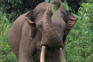 Gajah Rahman