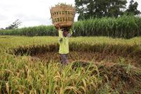 Luas panen padi nasional Januari 2026