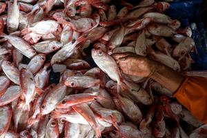 Harga ikan laut naik di Pantura