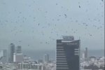 Gagak di langit Tel Aviv, Israel