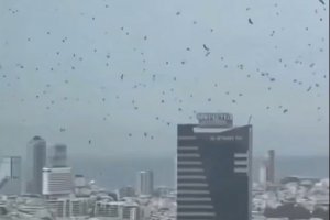 Gagak di langit Tel Aviv, Israel