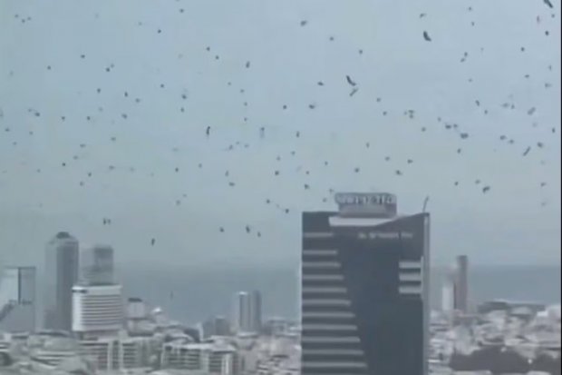Gagak di langit Tel Aviv, Israel