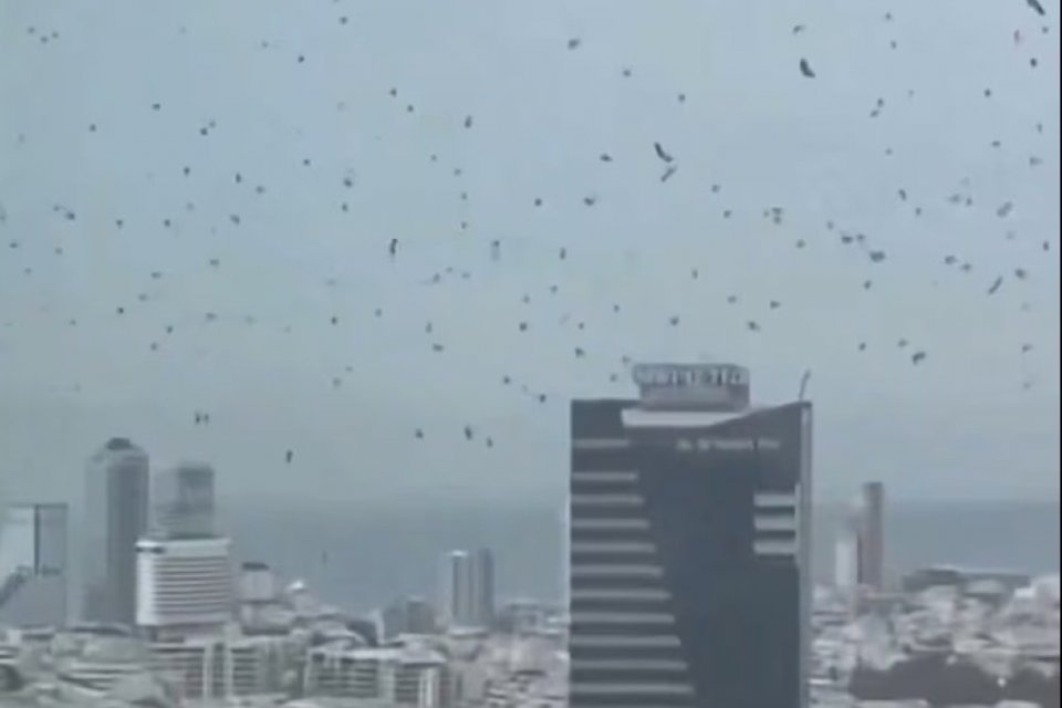 Langit di Tel Aviv dipenuhi kawanan burung gagak pada Selasa (24/3).