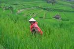Luas sawah di Bali