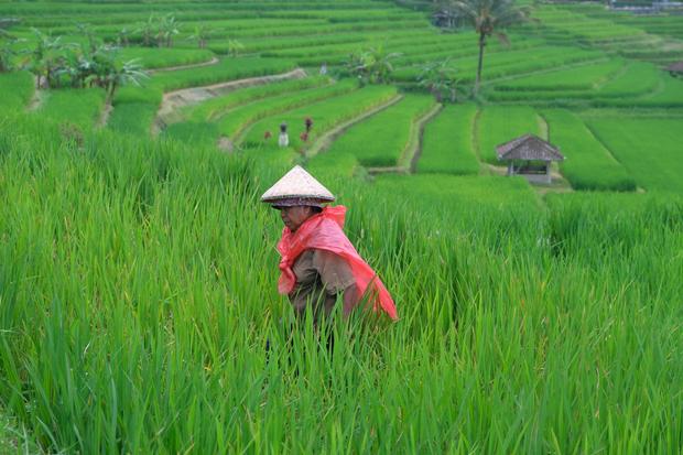 Luas sawah di Bali
