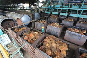 Harga referensi CPO naik