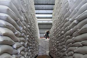 Stok beras bulog hadapi fenomena Gozilla El Nino