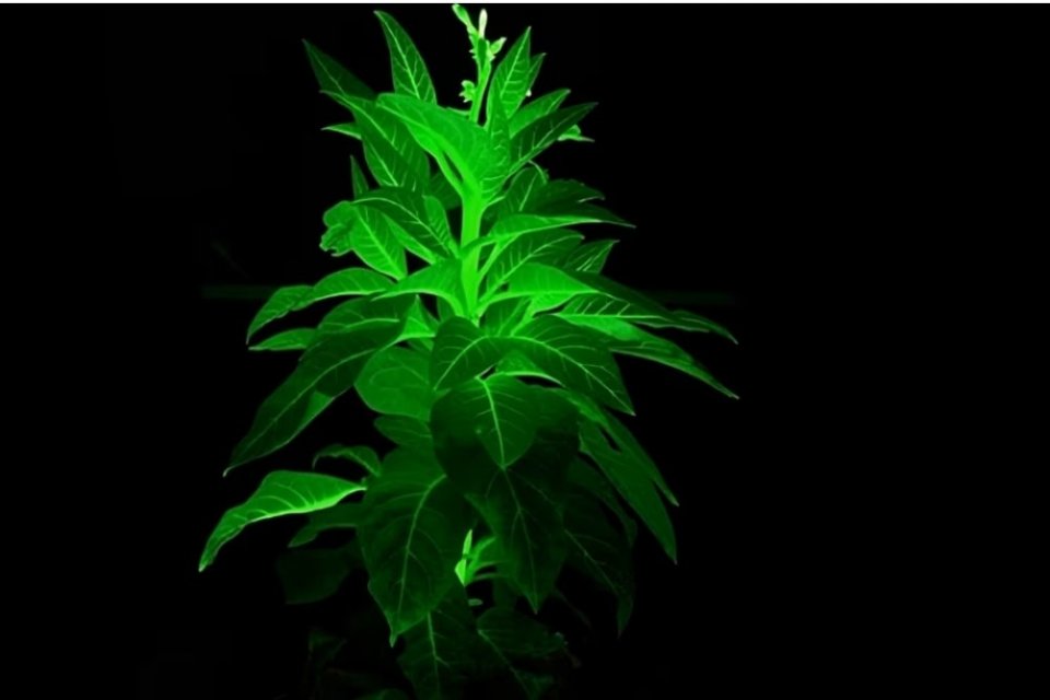 Ilmuan di Cina mengembangkan inovasi tanaman bercahaya dalam gelap. 