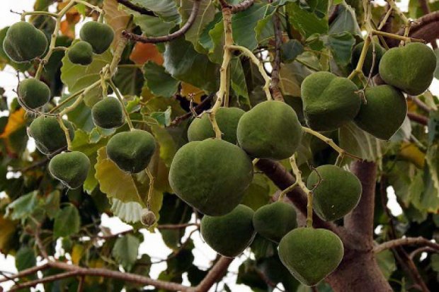 Kemiri Sunan Berpotensi Jadi Kandidat Kuat Biodiesel Non-Pangan, Saingi Sawit?