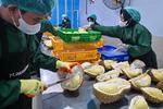 Pelepasan ekspor durian beku ke Tiongkok di Palu