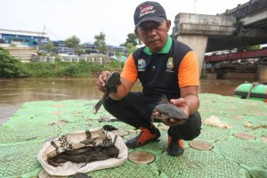Pemprov DKI Gelar Operasi Tangkap Ikan Sapu-Sapu (Foto: Katadata/Fauza Syahputra)