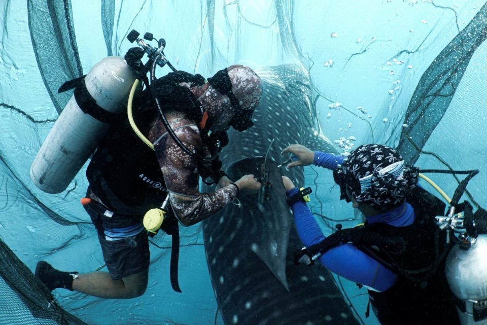 hiu paus, konservasi indonesia, migrasi hiu paus