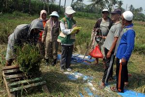 Pendampingan petani untuk antisipasi dampak El Nino