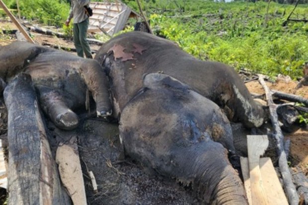 Dugaan Konflik Pengusaha Sawit di Balik Kematian Janggal Ibu dan Anak Gajah