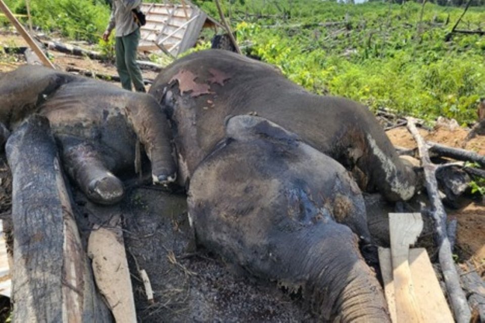 Bangkai induk dan anak gajah sumatra ditemukan dalam area konsesi PT Bentara Arga Timber di Bengkulu pada 29 April 2026.
