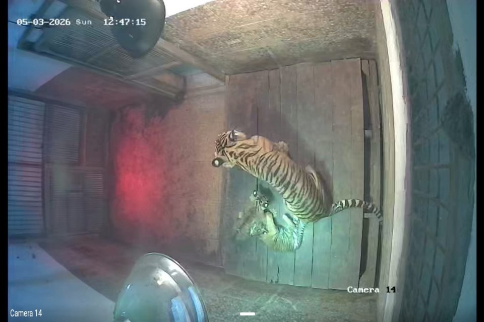Dua bayi harimau lahir di Taman Satwa Lembah Hijau, Lampung. Keduanya hasil perkawinan harimau yang nyaris tewas akibat jerat pemburu.