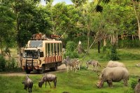 Safari Journey Taman Safari Indonesia