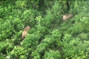 Gajah Sumatra di Bentang Alam Seblat, Bengkulu