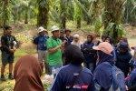 PT Triputra Agro Persada Tbk (TAPG) menyediakan konsultasi dan pendampingan bagi petani kelapa sawit untuk meningkatkan kapasitas produksi dan pengelo