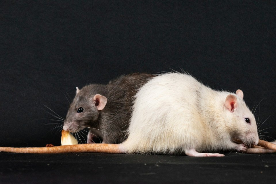gejala virus Hantavirus