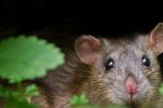 gejala virus Hantavirus