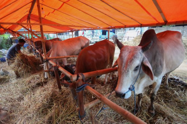 Geliat Penjualan Sapi Bima Jelang Hari Raya Idul Adha (Foto: Katadata/Fauza Syahputra)