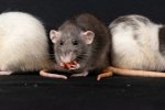 Hantavirus sudah masuk ke Indonesia?