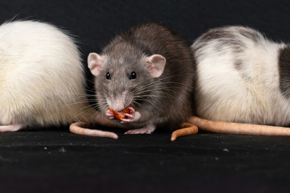 Hantavirus sudah masuk ke Indonesia?