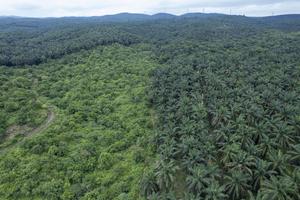 Alif fungsi hutan produksi konversi di Jambi