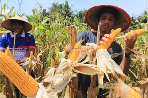 Panen raya jagung serentak kuartal II di Aceh Barat